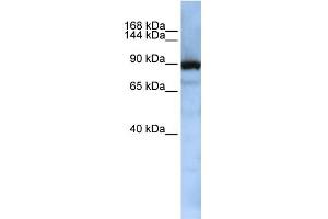 WB Suggested Anti-XPOT Antibody Titration:  0.