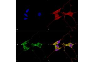 Immunocytochemistry/Immunofluorescence analysis using Mouse Anti-Mitofusin 2 Monoclonal Antibody, Clone S153-5 (ABIN1741248).