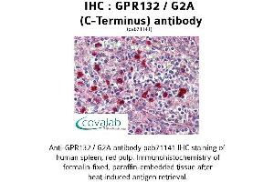 Image no. 1 for anti-G Protein-Coupled Receptor 132 (GPR132) (C-Term), (Cytoplasmic Domain) antibody (ABIN1734931) (G Protein-Coupled Receptor 132 anticorps  (C-Term, Cytoplasmic Domain))