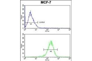 C1QA Antibody (C-term) (ABIN391492 and ABIN2841459) FC analysis of MCF-7 cells (bottom histogram) compared to a negative control cell (top histogram). (C1QA anticorps  (C-Term))