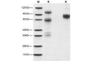 5 μg of HGF, Human  was resolved with SDS-PAGE under reducing (R) and non-reducing (N) conditions and visualized by Coomassie Blue staining.
