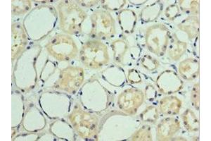 Immunohistochemistry of paraffin-embedded human kidney tissue using ABIN7157916 at dilution of 1:100 (BAT3 anticorps  (AA 1-200))