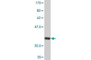 Western Blot detection against Immunogen (36.