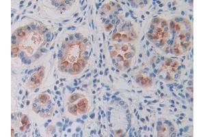 Detection of ODC in Human Stomach Tissue using Polyclonal Antibody to Ornithine Decarboxylase (ODC)