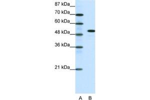 Western Blotting (WB) image for anti-Spi-B Transcription Factor (Spi-1/PU.1 Related) (SPIB) antibody (ABIN2460217) (SPIB anticorps)