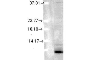 Western Blot analysis of Human Cell lysates showing detection of Ubiquitin protein using Mouse Anti-Ubiquitin Monoclonal Antibody, Clone 6C11-B3 . (Ubiquitin anticorps  (Atto 390))
