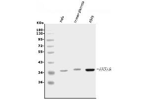 Western blot analysis of Annexin VIII using anti-Annexin VIII antibody (ABIN5518736). (Annexin VIII anticorps  (N-Term))
