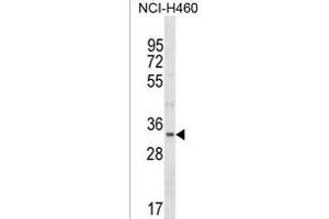 FBLL1 Antibody (Center) (ABIN1538078 and ABIN2849930) western blot analysis in NCI- cell line lysates (35 μg/lane). (FBLL1 anticorps  (AA 209-236))