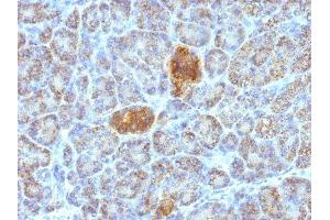 Image no. 3 for anti-Heat Shock 60kDa Protein 1 (Chaperonin) (HSPD1) antibody (ABIN6164282)