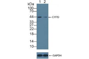Knockout Varification: Lane 1: Wild-type A549 cell lysate, Lane 2: CYPD knockout A549 cell lysate, Predicted MW: 41kd Observed MW: 44kd Primary Ab: 3 μg/mL Rabbit Anti-Rat CYPD Antibody Second Ab: 0.
