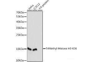 Western blot analysis of extracts of various cell lines using TriMethyl-Histone H3-K36 Polyclonal Antibody at dilution of 1:1000. (Histone 3 anticorps  (3meLys36))
