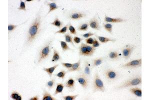 Anti- Peroxiredoxin 4 Picoband antibody, ICC ICC: A549 Cell (Peroxiredoxin 4 anticorps  (C-Term))