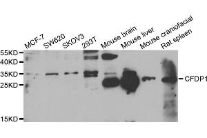 Western blot analysis of extracts of various cell lines, using CFDP1 antibody. (CFDP1 anticorps)