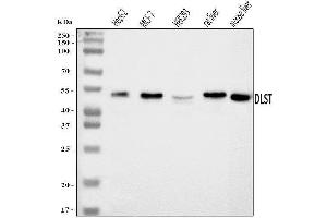 Western blot analysis of DLST using anti-DLST antibody (ABIN7599412). (DLST anticorps  (AA 1-453))
