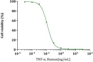 TNF-alpha, Human stimulates cytotoxicity of L-929 mouse fibrosarcoma cells. (TNF alpha Protéine)