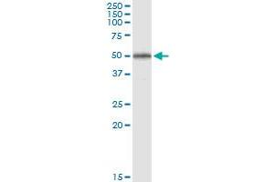 Immunoprecipitation of RNF133 transfected lysate using anti-RNF133 MaxPab rabbit polyclonal antibody and Protein A Magnetic Bead , and immunoblotted with RNF133 purified MaxPab mouse polyclonal antibody (B01P) .