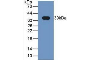 Detection of Recombinant NRG4, Human using Monoclonal Antibody to Neuregulin 4 (NRG4) (Neuregulin 4 anticorps  (AA 1-62))
