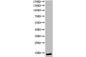 Western Blot analysis of KB cells using Cleaved-Caspase-3 p12 (D175) Polyclonal Antibody
