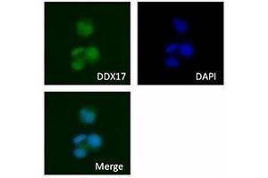 Immunofluorescence (IF) image for anti-DEAD (Asp-Glu-Ala-Asp) Box Polypeptide 17 (DDX17) antibody (ABIN2664924) (DDX17 anticorps)