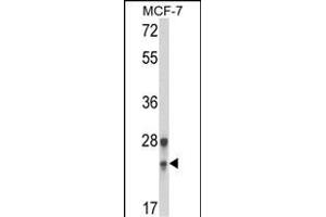 Western blot analysis of GINS1 Antibody (N-term) (ABIN653447 and ABIN2842885) in MCF-7 cell line lysates (35 μg/lane). (GINS1 anticorps  (N-Term))