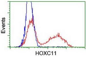 HEK293T cells transfected with either RC201475 overexpress plasmid (Red) or empty vector control plasmid (Blue) were immunostained by anti-HOXC11 antibody (ABIN2454335), and then analyzed by flow cytometry. (HOXC11 anticorps)