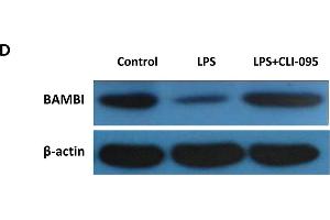 Functional activation of the LPS/TLR4 axis mediates BAMBI downregulation. (BAMBI anticorps  (AA 101-200))