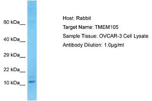 Host: Rabbit Target Name: TMEM105 Sample Type: OVCAR-3 Whole cell lysates Antibody Dilution: 1. (TMEM105 anticorps  (N-Term))