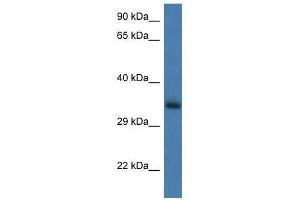Western Blot showing Gnpda1 antibody used at a concentration of 1. (GNPDA1 anticorps  (N-Term))