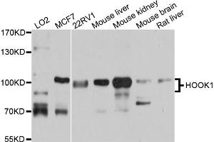 Western blot analysis of extracts of various cell lines, using HOOK1 antibody (ABIN5972717) at 1/1000 dilution. (HOOK1 anticorps)