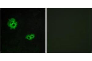 Immunofluorescence analysis of MCF7 cells, using GPR171 Antibody. (GPR171 anticorps  (AA 141-190))