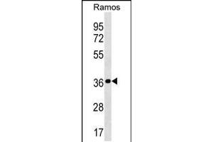 Western blot analysis in Ramos cell line lysates (35ug/lane). (MRPL19 anticorps  (N-Term))