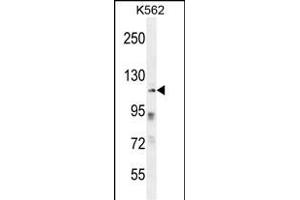 ZNF99 Antibody (N-term) (ABIN655916 and ABIN2845315) western blot analysis in K562 cell line lysates (35 μg/lane). (ZNF99 anticorps  (N-Term))