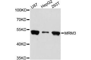 Western blot analysis of extracts of various cell lines, using MRM3 antibody (ABIN5972775) at 1:3000 dilution. (RNMTL1 anticorps)