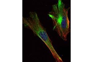 Immunofluorescence analysis of Hela cells using CRTC2 mouse mAb (green).