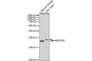 Western blot analysis of extracts of various cell lines, using ADIPOQ antibody (ABIN3016228, ABIN3016229, ABIN3016230 and ABIN6219638) at 1:500 dilution.