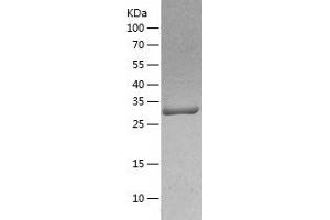 Western Blotting (WB) image for Mitochondrial Ribosomal Protein L1 (MRPL1) (AA 51-325) protein (His-IF2DI Tag) (ABIN7123979)