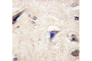 IHC analysis of FFPE human brain tissue stained with anti-LGR5 antibody