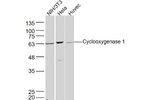 Lane 1: NIH/3T3 lysates Lane 2: Hela lysates Lane 3: Huvec lysates probed with Cyclooxygenase 1 Polyclonal Antibody, Unconjugated  at 1:300 dilution and 4˚C overnight incubation. (PTGS1 anticorps  (AA 151-250))