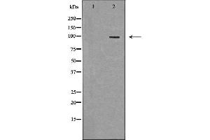 Western blot analysis of extracts of HeLa, using TLR5 antibody. (TLR5 anticorps  (C-Term))