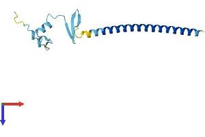 AlphaFold protein structure predicition of Human Recombinant CBY1 Protein, UniprotID Q9Y3M2