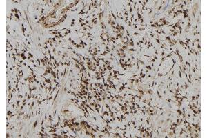 ABIN6277892 at 1/100 staining Human gastric tissue by IHC-P. (ERG anticorps  (C-Term))