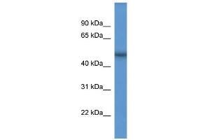 WB Suggested Anti-Scfd2 Antibody Titration: 0. (SCFD2 anticorps  (Middle Region))