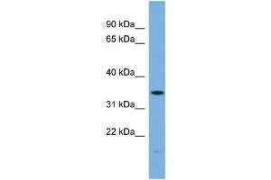 WB Suggested Anti-PLSCR1  Antibody Titration: 0. (PLSCR1 anticorps  (N-Term))