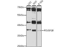Western blot analysis of extracts of various cell lines, using POU5F1B antibody (ABIN7269494) at 1:1000 dilution.