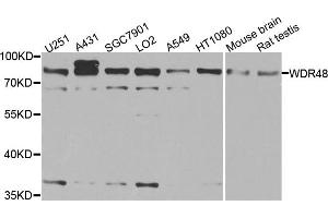 Western blot analysis of extracts of various cell lines, using WDR48 antibody. (WDR48 anticorps)