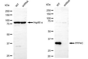 Western blotting analysis using PPP4C antibody (ABIN7800028). (PPP4C anticorps)