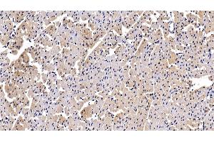 Detection of PDGF BB in Porcine Cardiac Muscle Tissue using Polyclonal Antibody to Platelet Derived Growth Factor BB (PDGF BB) (PDGF-BB Homodimer (AA 82-190) anticorps)