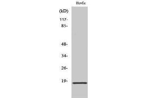 Western Blotting (WB) image for anti-Synuclein, alpha (SNCA) (Tyr1110) antibody (ABIN3187133) (SNCA anticorps  (Tyr1110))