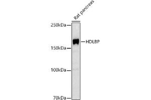 Western blot analysis of extracts of Rat pancreas, using HDLBP antibody (ABIN7267644) at 1:1000 dilution. (HDLBP anticorps)
