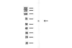 anti-Atlastin GTPase 1 (ATL1) (N-Term) antibody